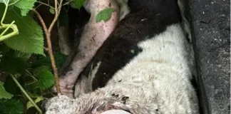 Allanamiento por maltrato animal: rescatan a un perro en grave estado de abandono