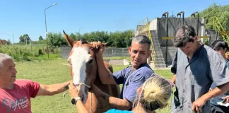 Se realizaron más de 50 castraciones y el quirófano móvil seguirá en San Isidro