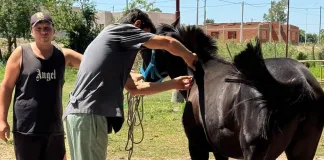 Colocaron chips de monitoreo a 50 caballos en nuestra ciudad