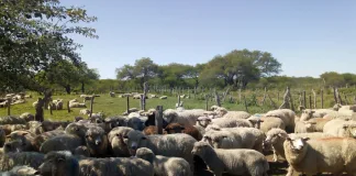 Productores ovinos de Entre Ríos exportaron 17 toneladas de carne a Medio Oriente