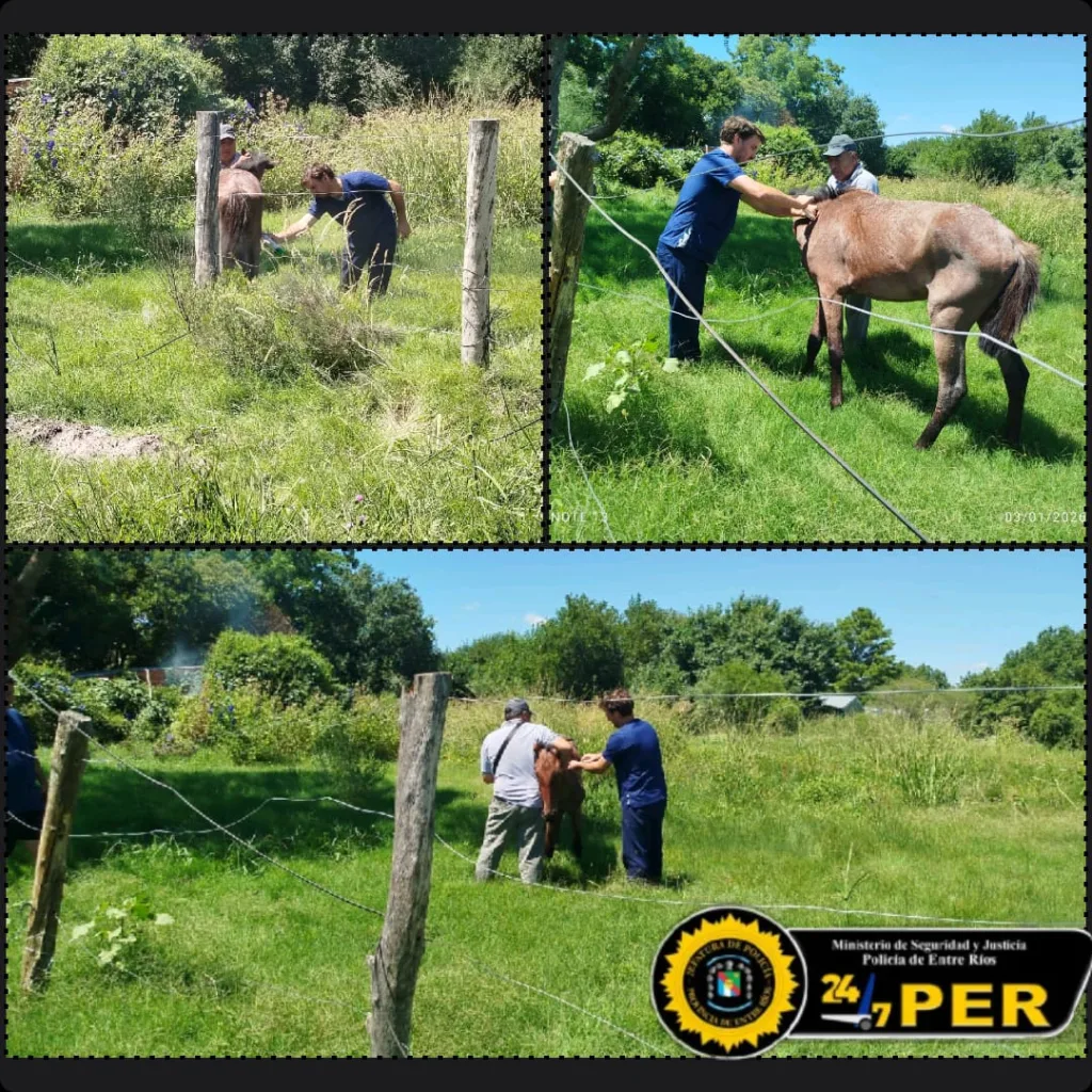 Rescate y asistencia veterinaria a un equino en la vía pública