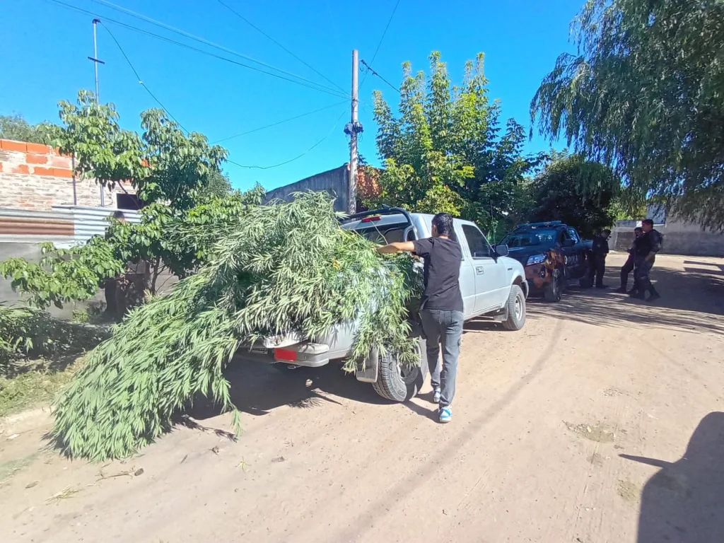 Allanamiento por violencia de género derivó en el secuestro de plantas de marihuana