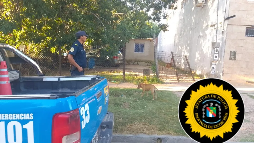 Operativo policial: incautan un arma de fuego y plantas de marihuana en una vivienda