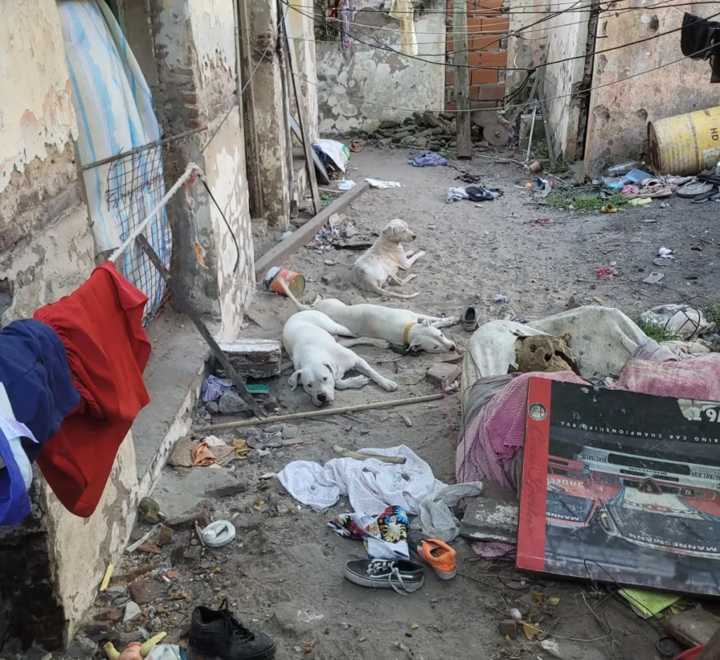 Rescatan 11 perros y un conejo en un allanamiento por presunto maltrato animal