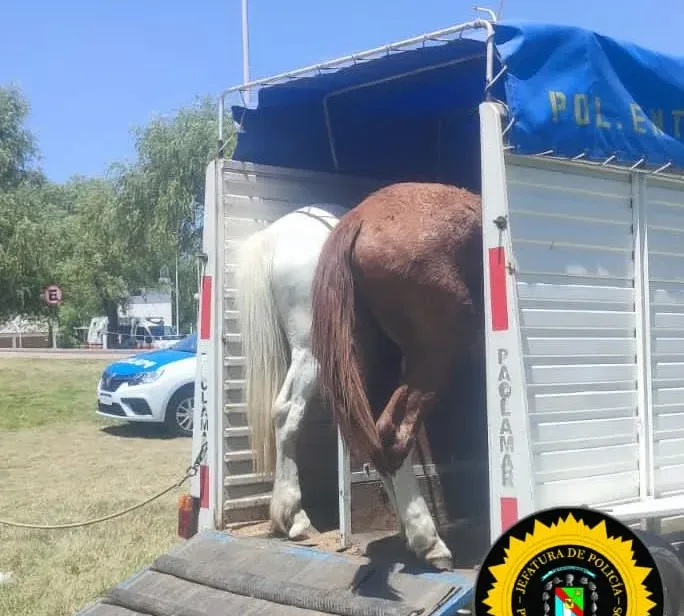 Secuestraron cinco caballos sueltos en el Parque de la Ciudad y el Balneario Itapé