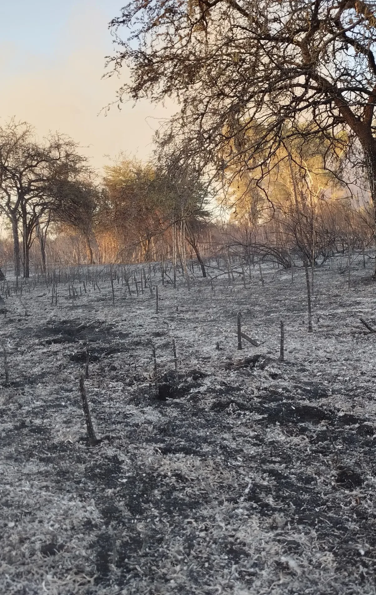 WhatsApp Image 2026-02-01 at 13.46.18(1)