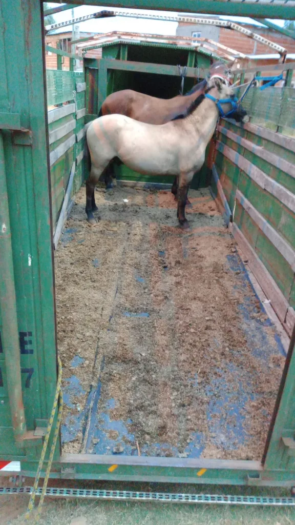 Desbaratan carrera clandestina y secuestran caballos en Concordia