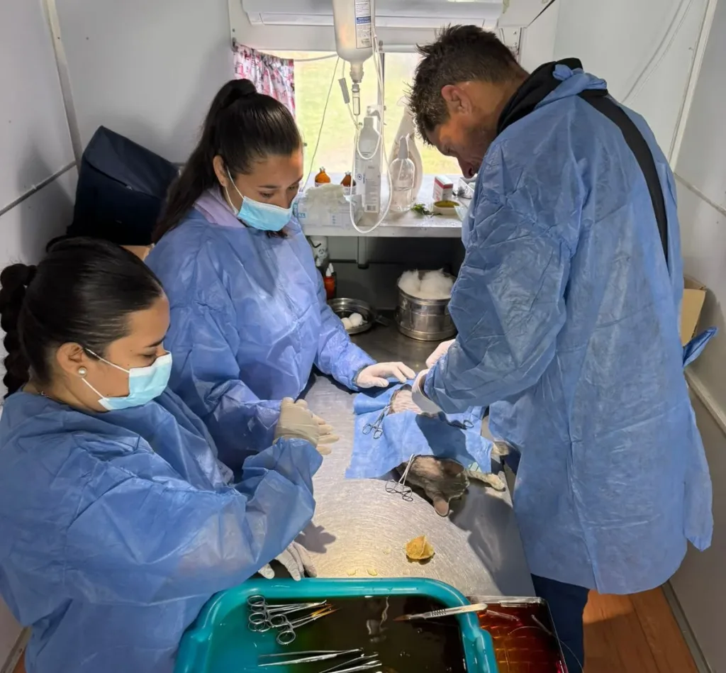 Última semana del Castramóvil en el barrio Villa Itapé