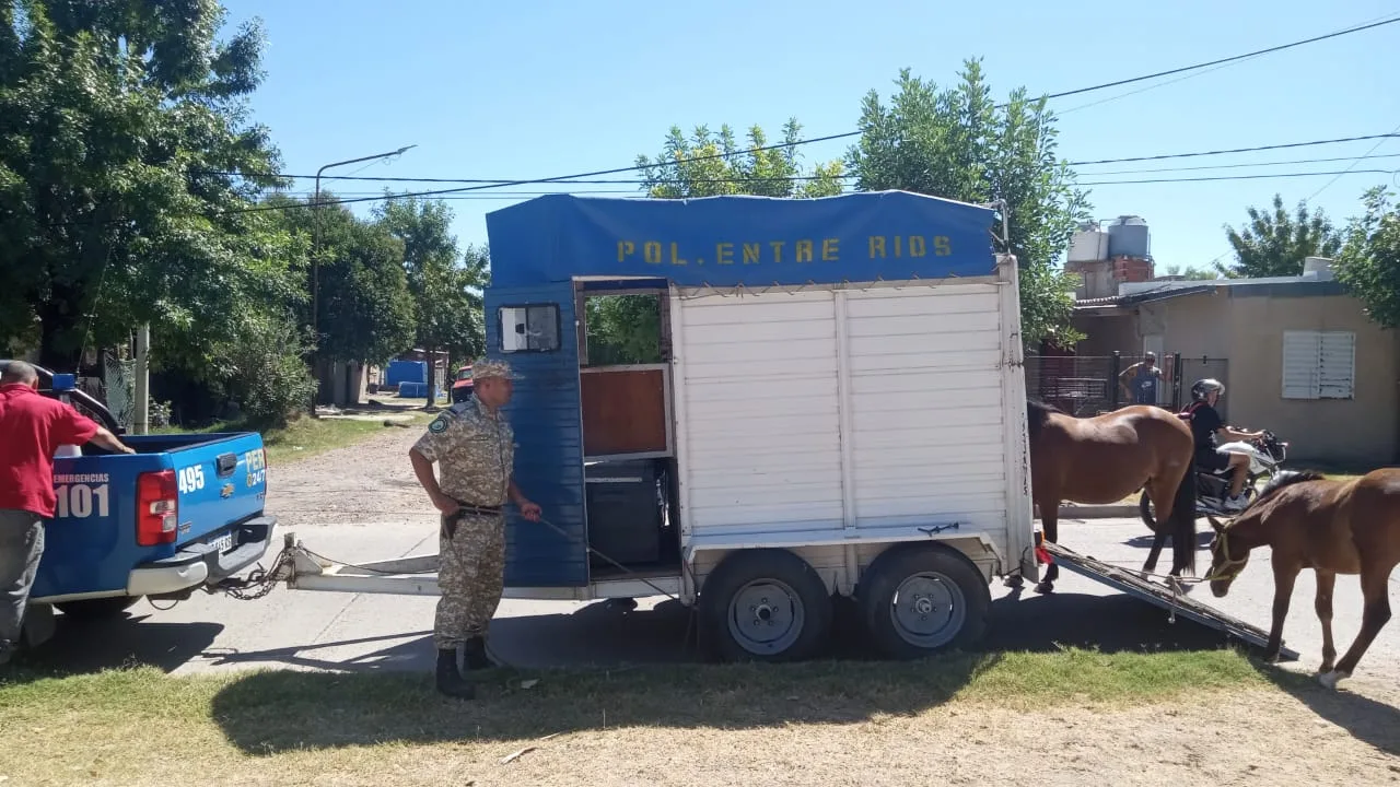 Operativo en Concepción del Uruguay: secuestraron tres caballos sueltos en la vía pública