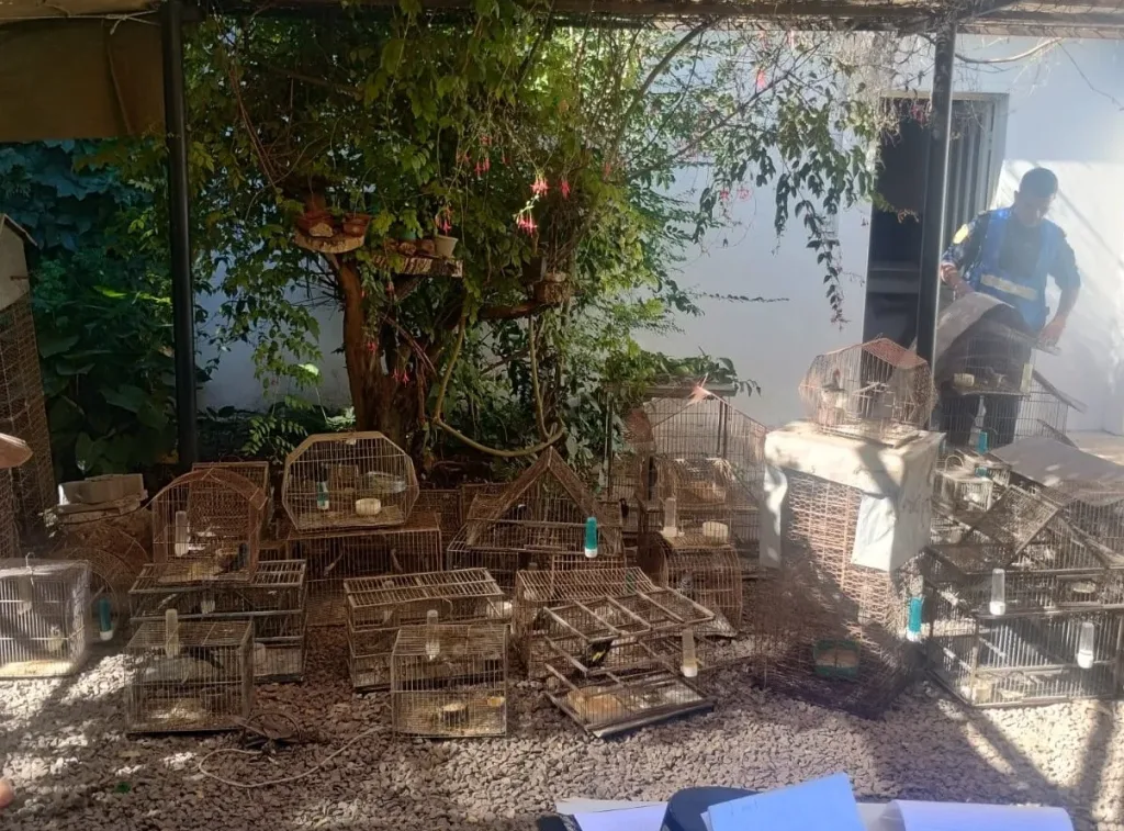 Allanamiento en Villa Elisa: secuestraron 80 aves autóctonas por presunta infracción a la Ley de Caza