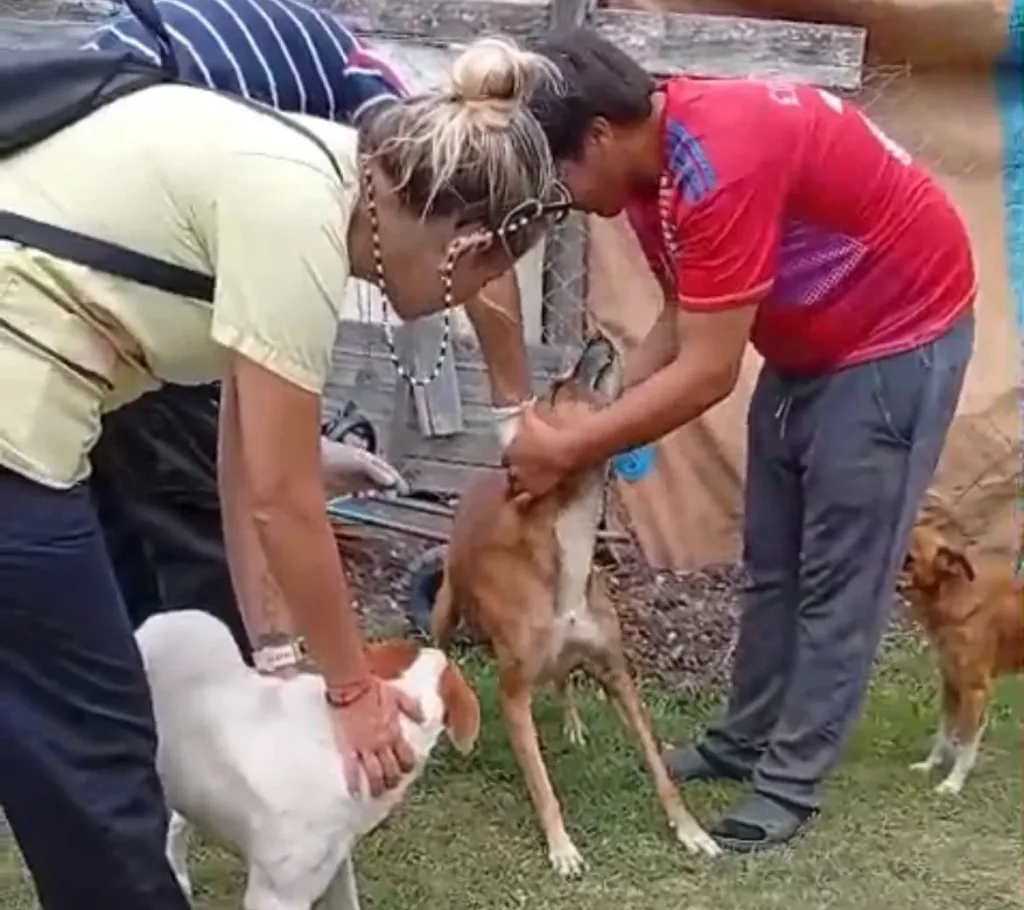 Continúan las castraciones para perros y gatos en la ciudad