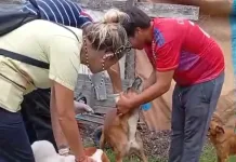 Continúan las castraciones para perros y gatos en la ciudad
