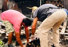 Última semana del Castramóvil en el Predio Multieventos