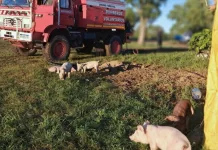 Incendio en galpones de criadero porcino en zona de Santa Cándida