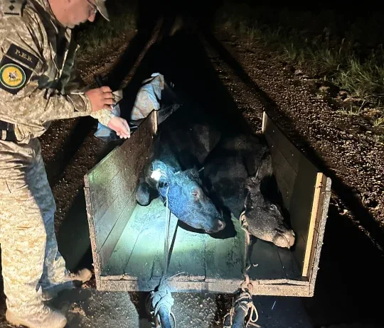 WhatsApp Image 2026-04-19 at 20.30.13