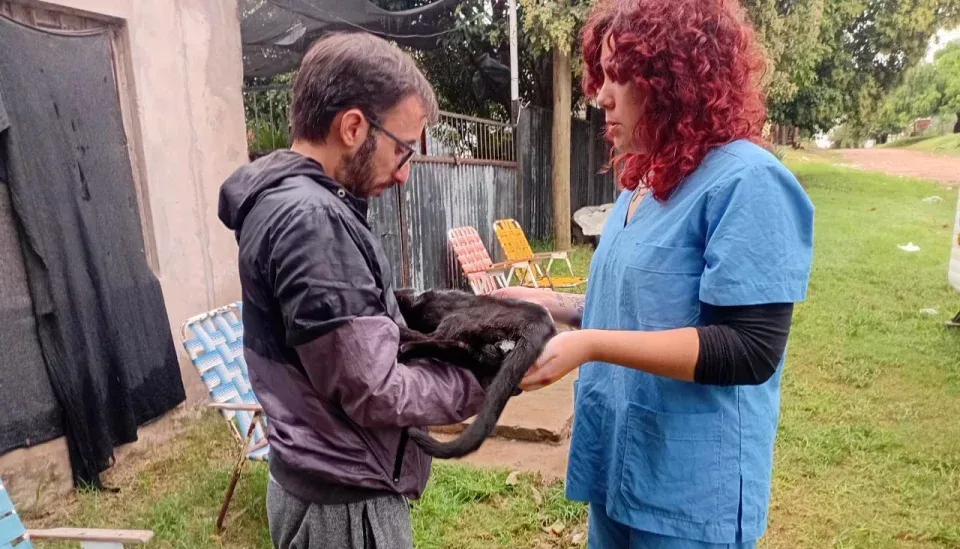 A buen ritmo, continúan las castraciones en perros y gatos en la ciudad