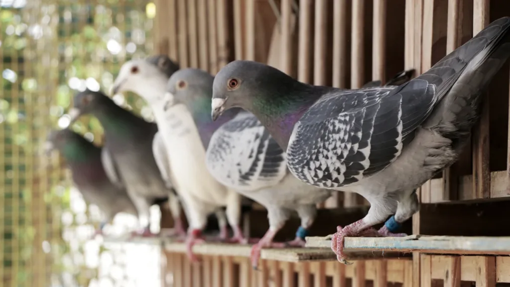 Colombófilos rechazan derogar la ley que protege a las palomas mensajeras