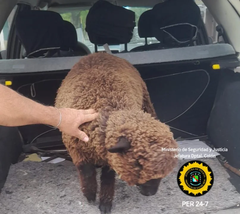 Recuperaron un ovino robado y lo devolvieron a su dueño