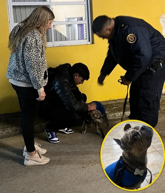 Policías rescataron a un perro que corría entre vehículos y lograron devolverlo a su dueña
