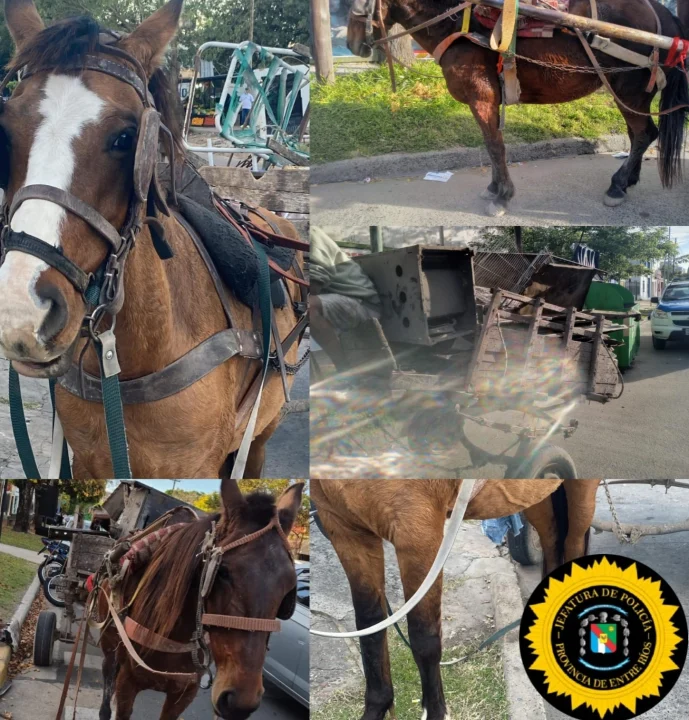 Dos detenidos tras incidentes durante un operativo por presunto maltrato animal en Paraná