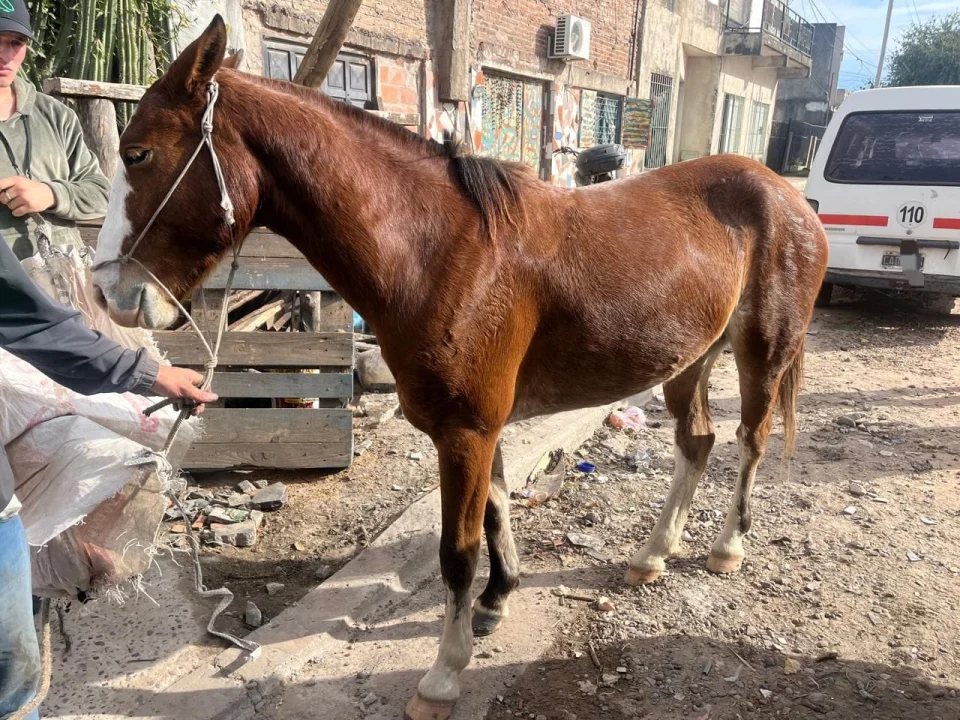 Operativos rurales: secuestraron armas, recuperaron animales robados y decomisaron carne y pescado en Entre Ríos