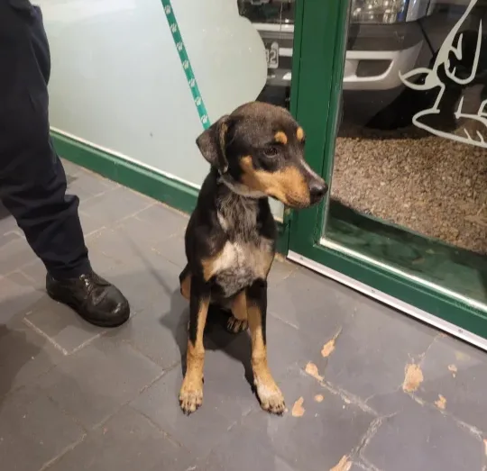 Rescataron a una perra con signos de desnutrición tras una denuncia por maltrato animal en Concordia