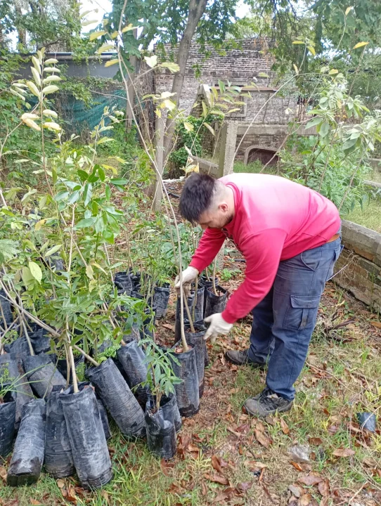 Se recibieron 300 árboles para continuar con el Programa Municipal de Arbolado