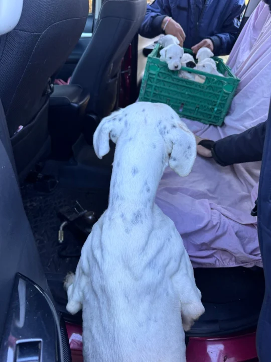 Rescataron 20 perros durante un allanamiento por una causa de maltrato animal