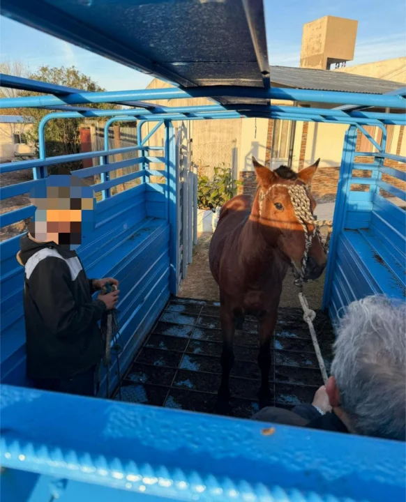 Secuestraron un caballo en una causa por presunta infracción a la Ley de Protección Animal