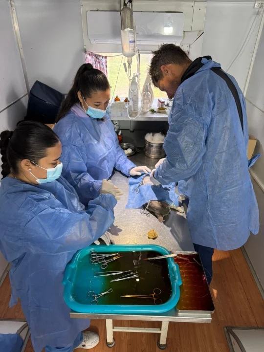 Realizaron más de 200 castraciones en mayo y el Castramóvil comenzará a atender en el barrio 150 Viviendas