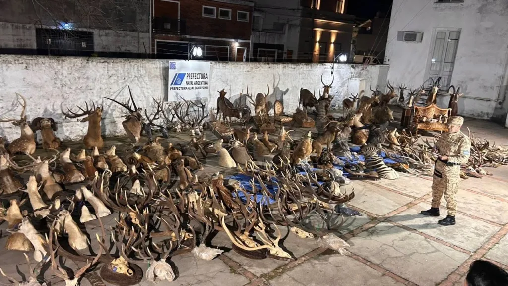 Secuestraron armas, más de 15 mil municiones y trofeos de fauna silvestre valuados en $1.326 millones