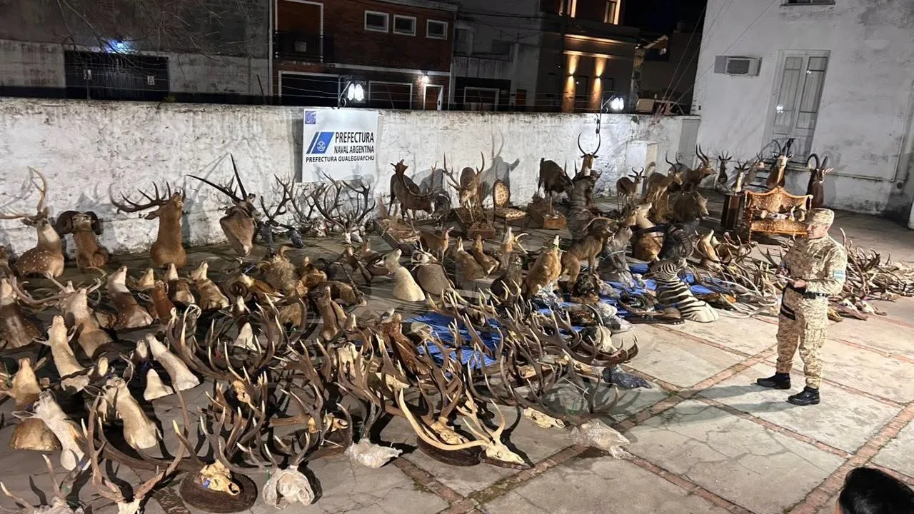 Secuestraron armas, más de 15 mil municiones y trofeos de fauna silvestre valuados en $1.326 millones