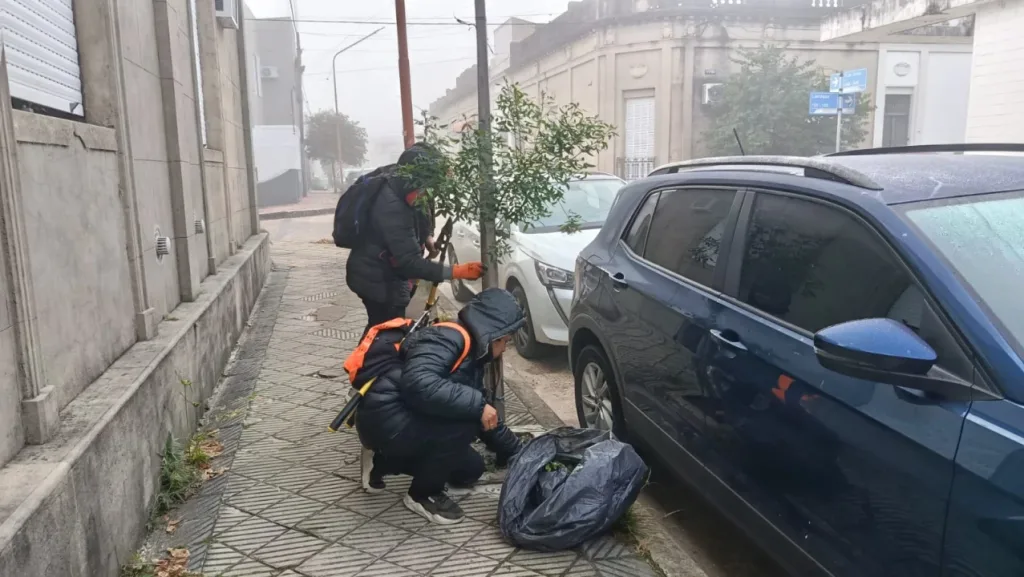 Mantenimiento y poda en el Programa Municipal de Arbolado