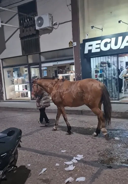 La Policía confirmó el robo del caballo secuestrado por maltrato animal y desplegó un operativo para encontrarlo