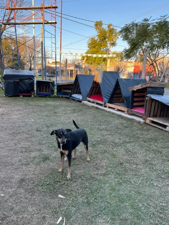 Más de 100 personas se sumaron para construir cuchas para perros callejeros