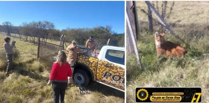 Rescataron un aguará guazú que apareció en un terreno baldío de Gualeguay