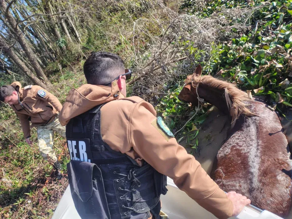 Rescataron una yegua preñada que luchaba por mantenerse a flote en las Islas Lechiguanas