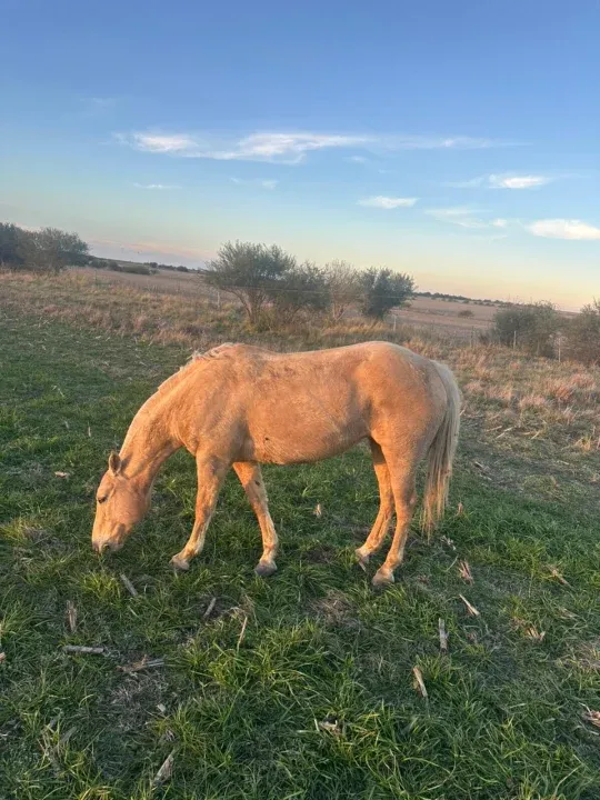 Brigada Uruguay recuperó un caballo robado durante un operativo en campos cercanos al barrio UOCRA