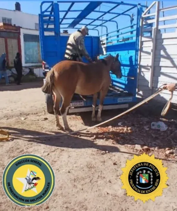 Recuperaron los tres caballos robados en Gualeguaychú y la investigación continúa