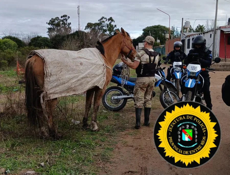 Encontraron al caballo robado tras ser rescatado por maltrato: será trasladado a un refugio municipal