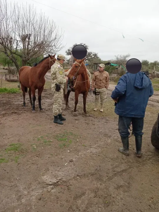 Secuestraron nueve armas, rescataron animales robados e incautaron 19 gallos de riña en una semana de operativos rurales