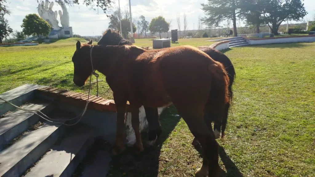 Trasladaron caballos sueltos en la vía pública