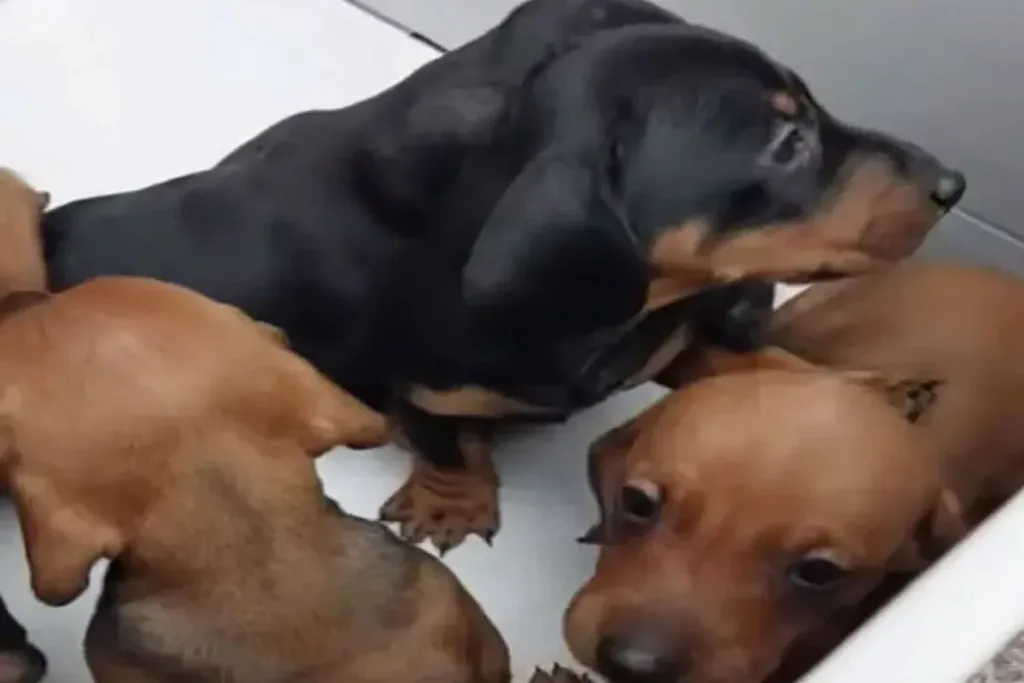 Rescataron 13 perros salchicha que eran trasladados ilegalmente por el Puente Internacional Artigas