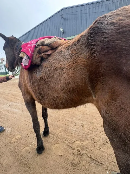 Retuvieron un caballo por presunto maltrato animal en Concordia
