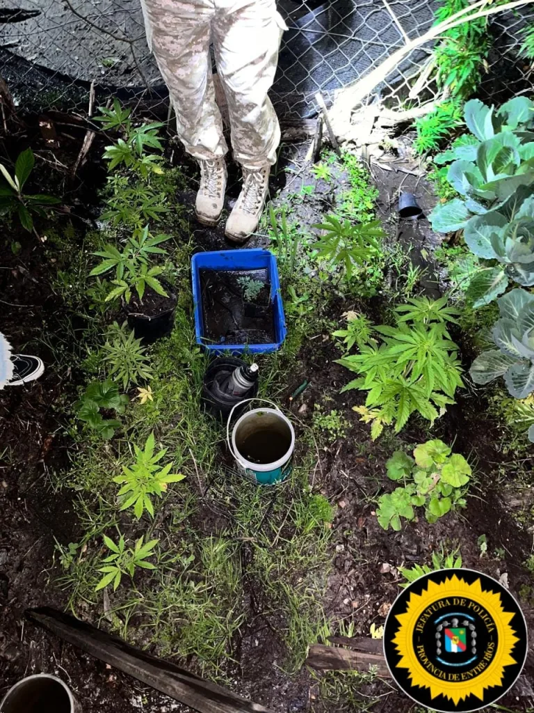 Allanamientos por abigeato: secuestraron elementos de interés y encontraron 22 plantines de marihuana