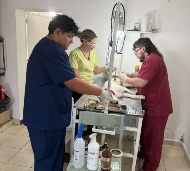 El Castramóvil continúa en Villa Itapé y se intensifican los operativos de Sanidad Animal en Las Mandarinas