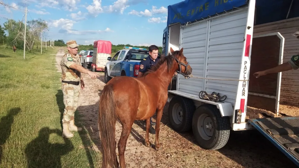 ¿Cómo actuar ante caballos sueltos en la vía pública?