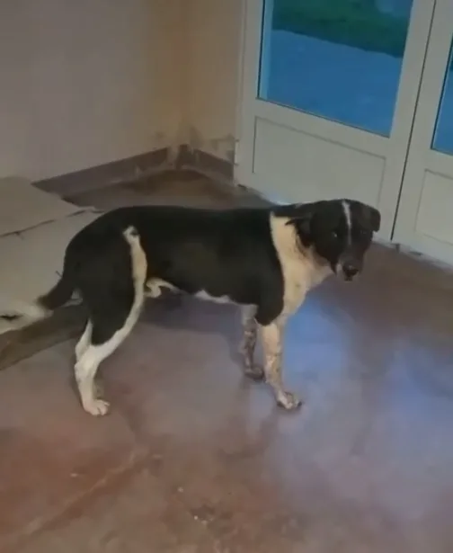 Caseros: un ciudadano entregó una carabina tras una investigación por presunta crueldad animal