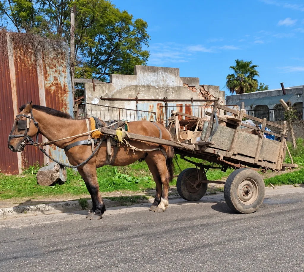 Devolvieron un caballo secuestrado en una causa por robo y hay dudas sobre su situación