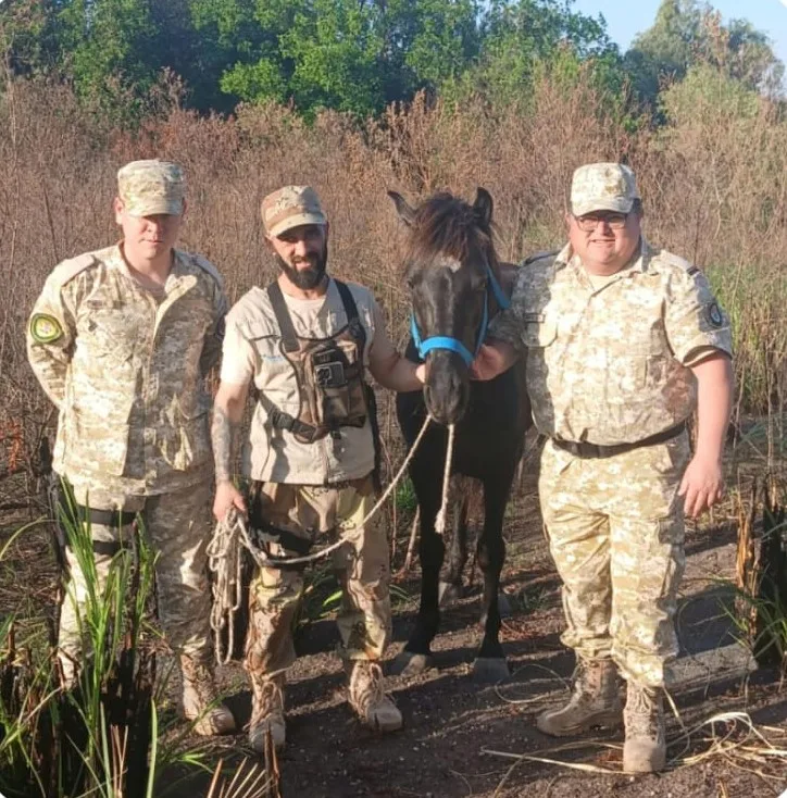 Recuperaron a “Nano”, el caballo que había sido sustraído de una fundación en Paraná